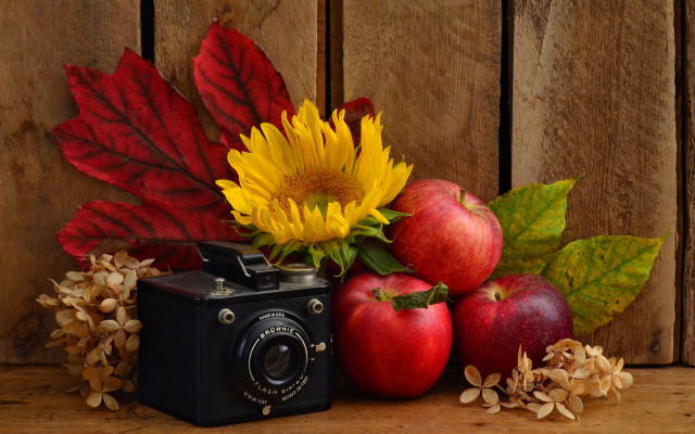 Camera apples sunflowers leaves flowers free wallpaper for desktop - medium preview image