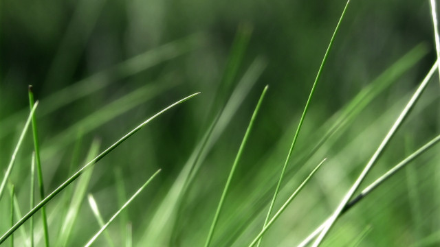 Green grass macro ecological art #2 free wallpaper for desktop - medium preview image