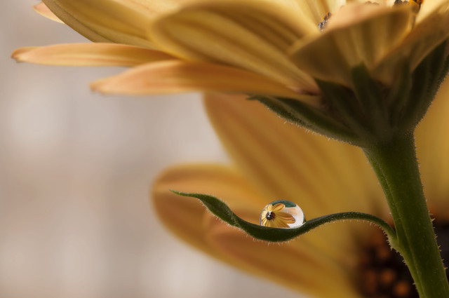 Flower waterdrop macro blurry background free wallpaper for desktop - medium preview image