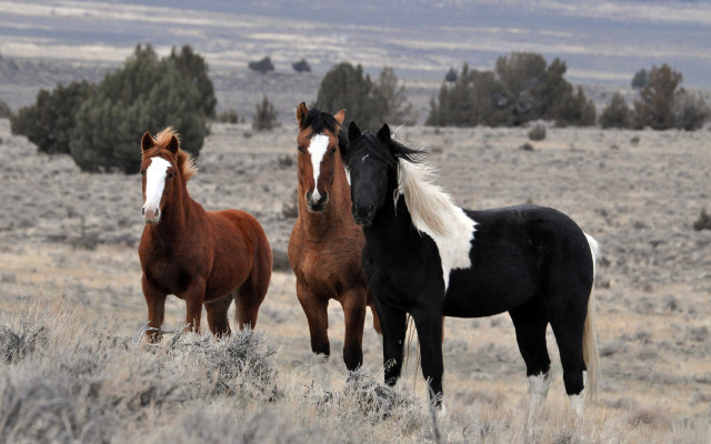 Three horses field trees clouds free wallpaper for desktop - medium preview image