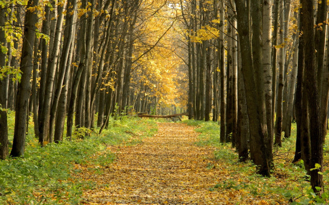 Forest path bench autumn cityscape free wallpaper for desktop - medium preview image