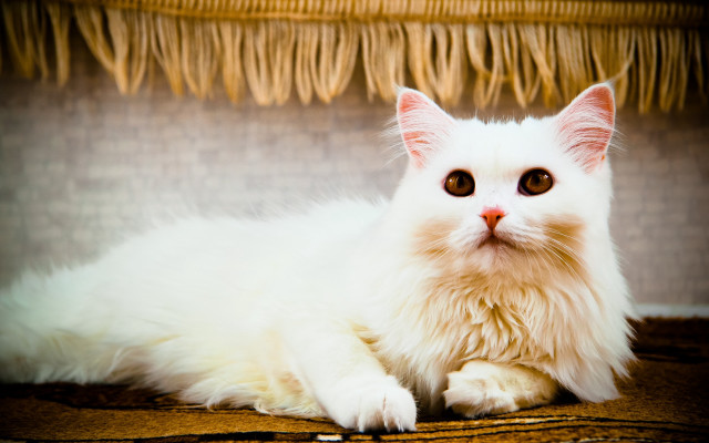 White cat wooden floor rococo free wallpaper for desktop - medium preview image