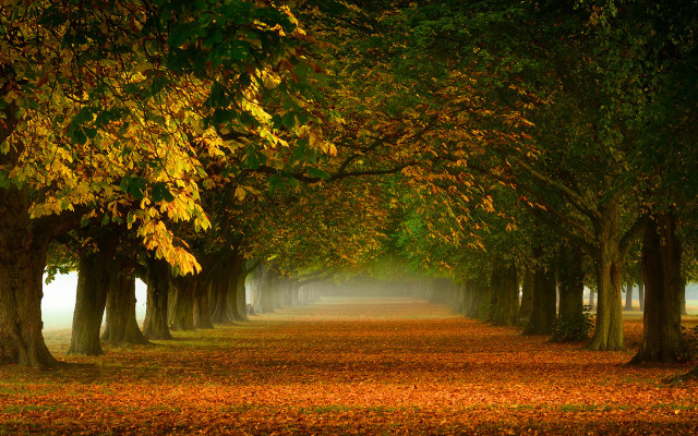 Autumn foggy road trees leaves free wallpaper for desktop - medium preview image