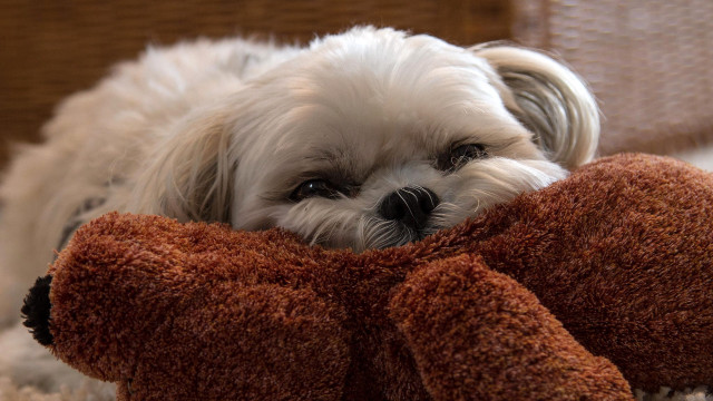 Small white dog on stuffed free wallpaper for desktop - medium preview image
