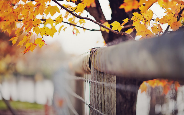 Tree fence autumn leaves fire free wallpaper for desktop - medium preview image