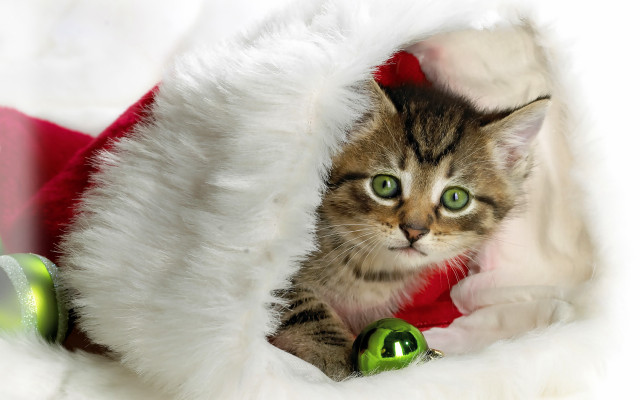 Cat santa hat bell green free wallpaper for desktop - medium preview image