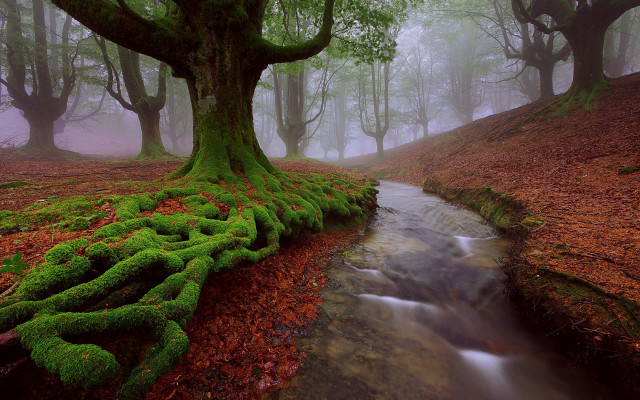 Stream forest moss tree roots free wallpaper for desktop - medium preview image