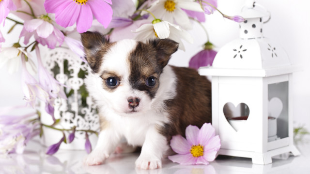 Small dog white birdhouse purple free wallpaper for desktop - medium preview image