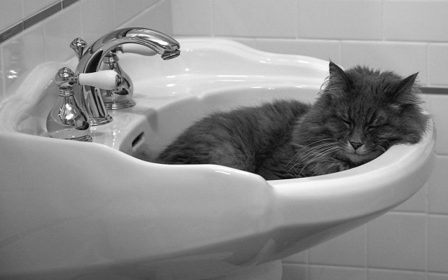 Cat sink resting faucet black free wallpaper for desktop - medium preview image