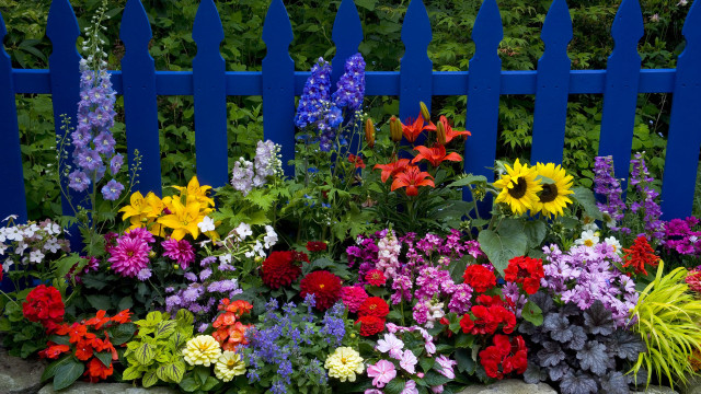 Blue fence with colorful flowers free wallpaper for desktop - medium preview image