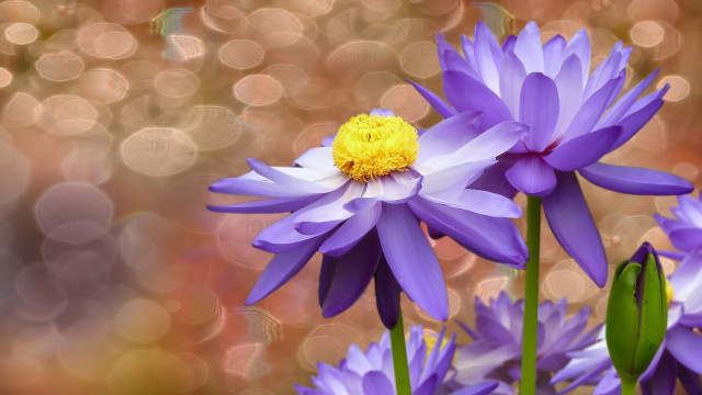 Purple flower closeup blurry background #2 free wallpaper for desktop - medium preview image