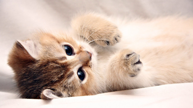 Kitten lying on white sheet free wallpaper for desktop - medium preview image