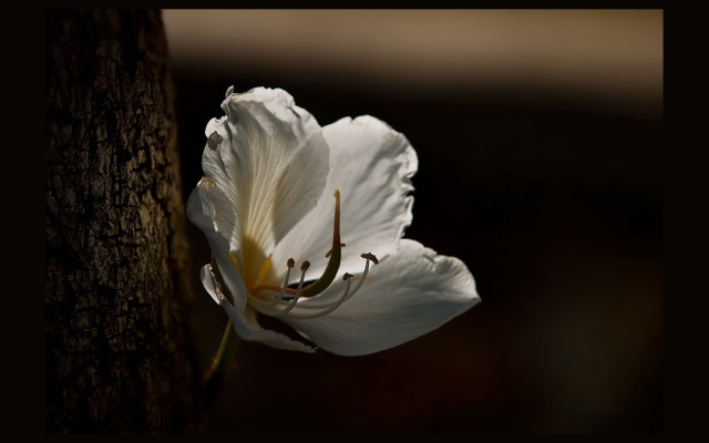 White flower tree trunk sunlight free wallpaper for desktop - medium preview image