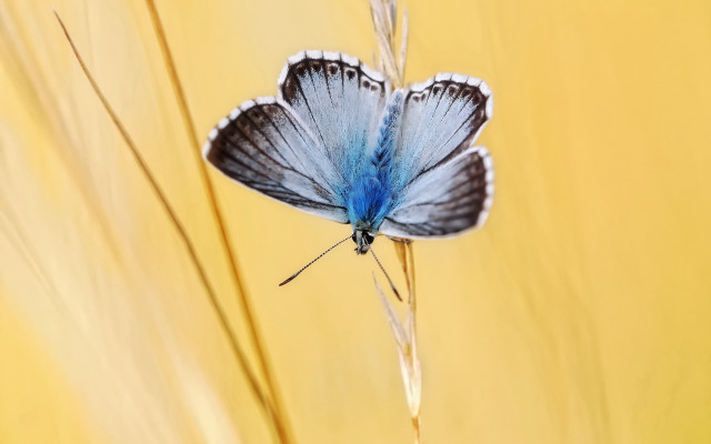 Blue butterfly macro plant sunset free wallpaper for desktop - medium preview image