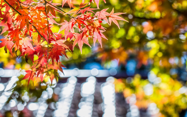 Falling leaves bokeh maple tree free wallpaper for desktop - medium preview image