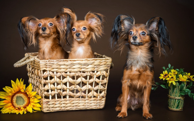 Three dogs basket sunflower flowers free wallpaper for desktop - medium preview image