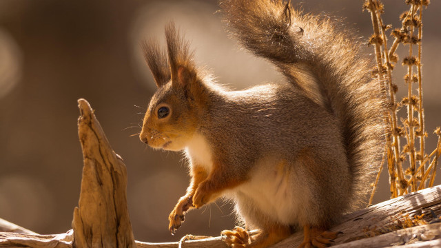 Squirrel branch tail up open free wallpaper for desktop - medium preview image