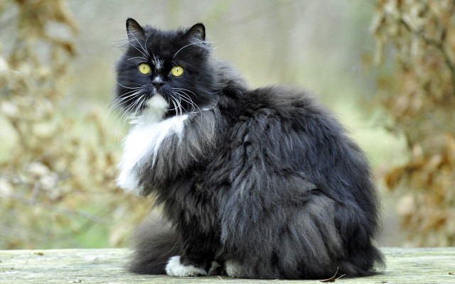 Black white cat wooden table free wallpaper for desktop - medium preview image