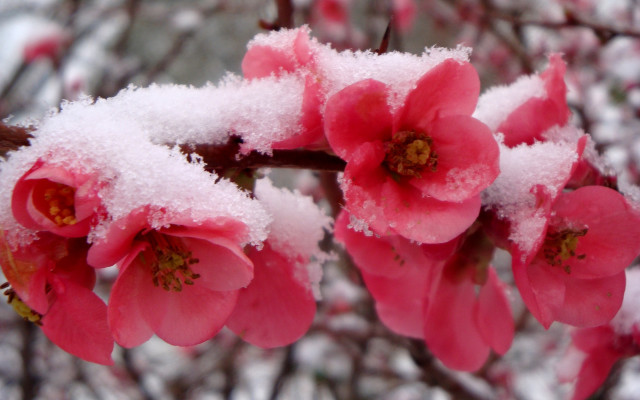 Pink flowers snow branch winter free wallpaper for desktop - medium preview image