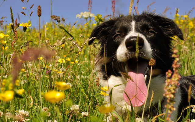 Dog flower field pinkfrisbee outdoors free wallpaper for desktop - medium preview image