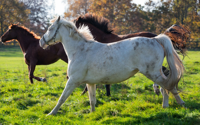 Horses field trees bush nature free wallpaper for desktop - medium preview image