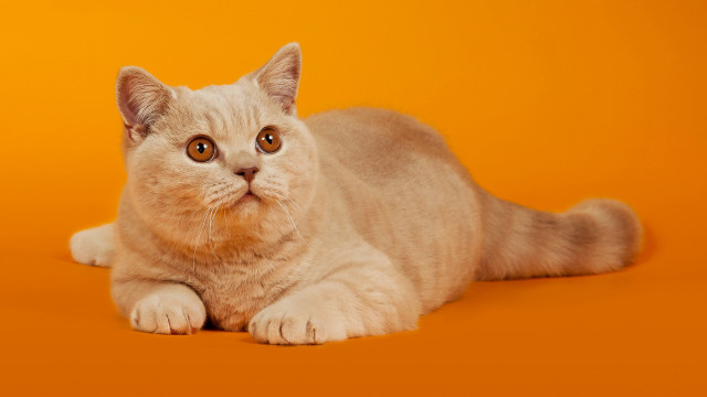 Cat sad laying orange background free wallpaper for desktop - medium preview image