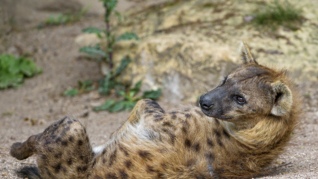 Spotted hyena ground furry animal free wallpaper for desktop - medium preview image