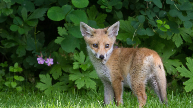 Small fox grass bushes flowers free wallpaper for desktop - medium preview image