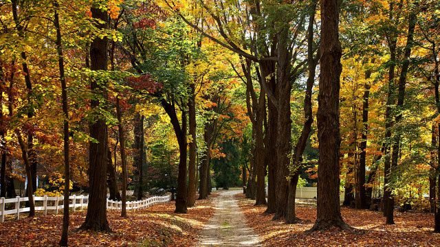 Autumn park path trees leaves free wallpaper for desktop - medium preview image