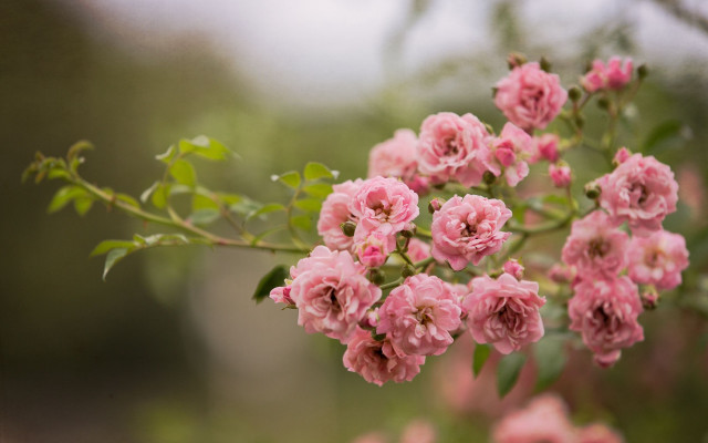 Pink flowers branch day blurry free wallpaper for desktop - medium preview image