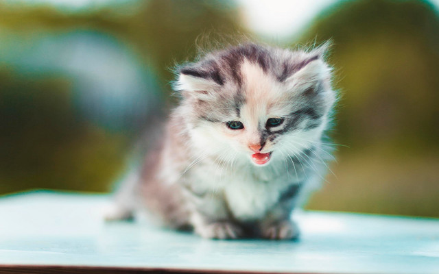 Kitten tongue out trees blurry free wallpaper for desktop - medium preview image
