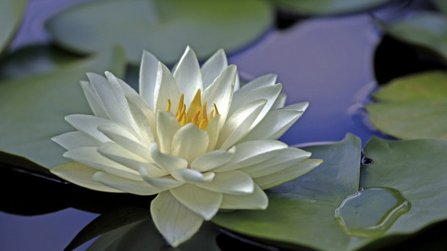 White flower floating pond lily #2 free wallpaper for desktop - medium preview image