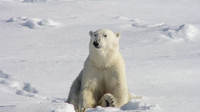 Polar bear snow jigsaw ecological free wallpaper for desktop - medium preview image