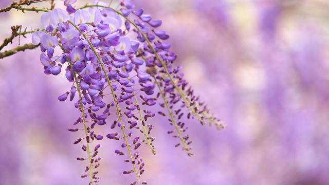 Purple flowers hanging branch macro free wallpaper for desktop - medium preview image