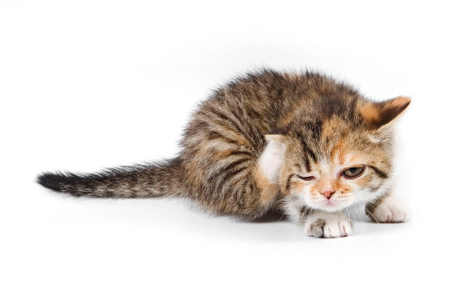 Kitten playing toy white shadow free wallpaper for desktop - medium preview image