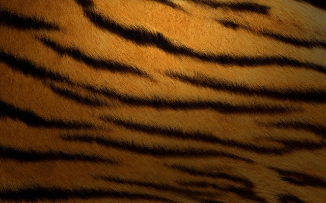 Tiger fur closeup black background #2 free wallpaper for desktop - medium preview image