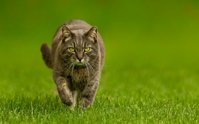 Cat green field yellow eyes free wallpaper for desktop - medium preview image