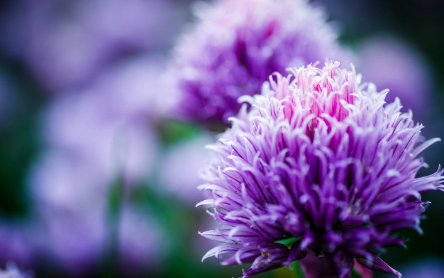 Purple hydrangea bokeh macro flower free wallpaper for desktop - medium preview image