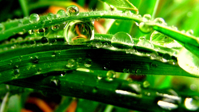 Green plant water drops macro #6 free wallpaper for desktop - medium preview image