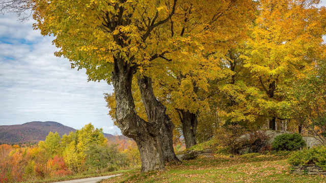 Bench tree yellow leaves mountain free wallpaper for desktop - medium preview image