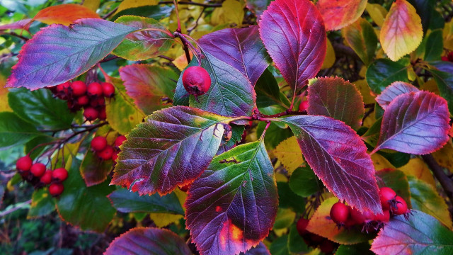 Fall berry tree green leaves free wallpaper for desktop - medium preview image