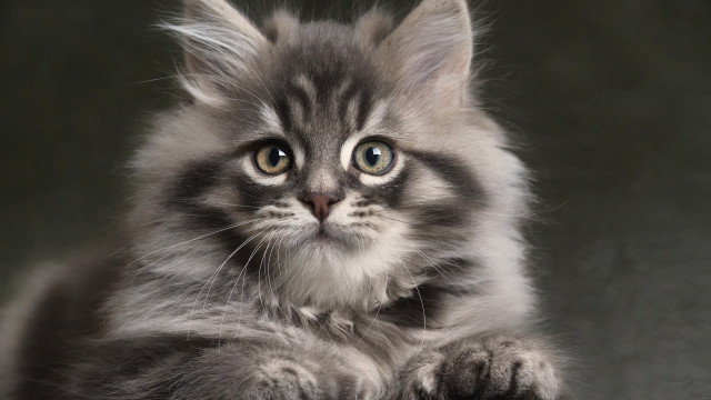 Gray kitten white patch serious free wallpaper for desktop - medium preview image