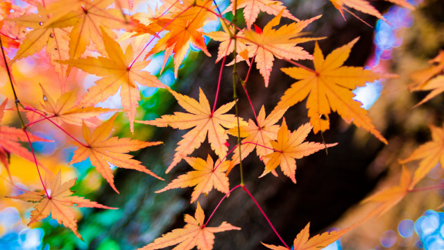 Tree leaves autumn blurry fall free wallpaper for desktop - medium preview image