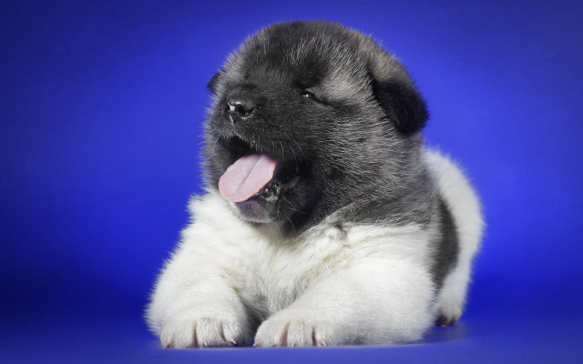 Puppy blue background tongue out free wallpaper for desktop - medium preview image