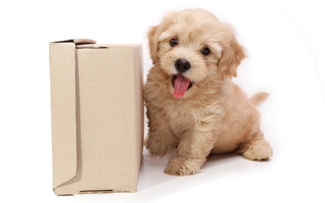 Small dog cardboard box tongue free wallpaper for desktop - medium preview image