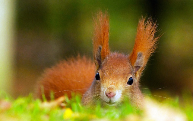 Red squirrel curious outdoor photograph free wallpaper for desktop - medium preview image