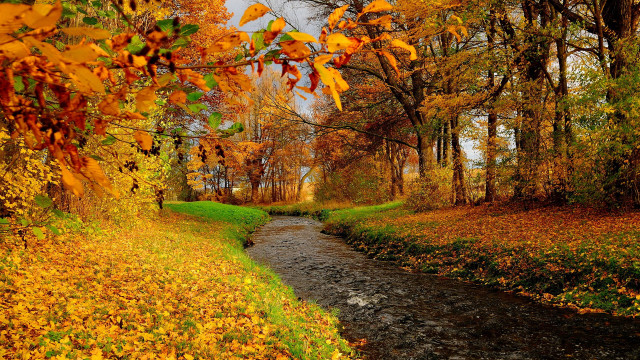 Autumn forest leaves fire pokemon free wallpaper for desktop - medium preview image