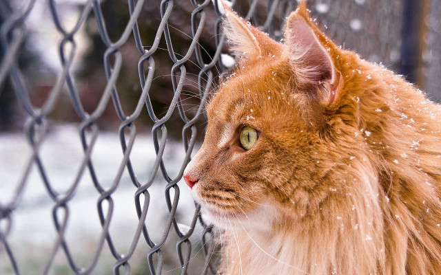 Cat fence snow falling surreal free wallpaper for desktop - medium preview image