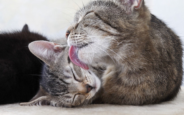 Cats laying licking open mouth free wallpaper for desktop - medium preview image