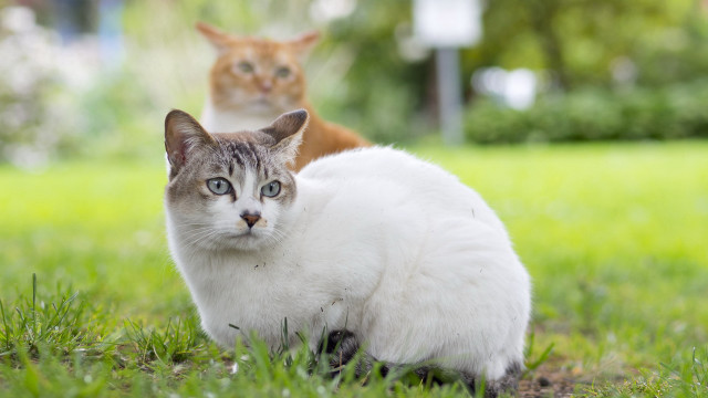 Cats grass camera eye view free wallpaper for desktop - medium preview image